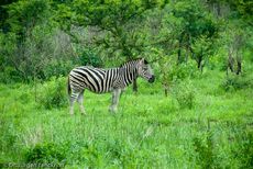 Zebra (18 von 28).jpg